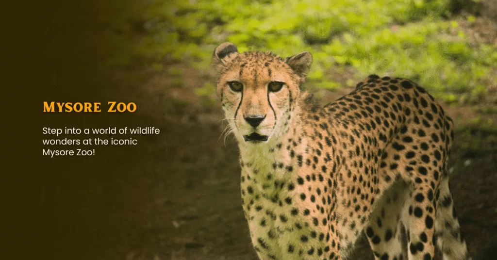 Mysore Coorg Ooty Package