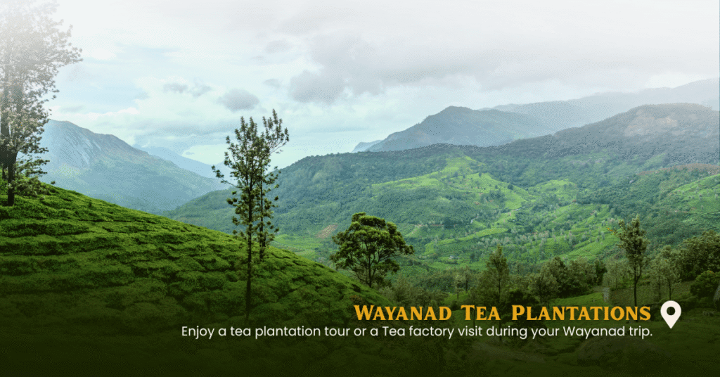 Coorg Wayanad Tour Package 