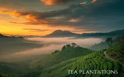 Coorg Wayanad Ooty Kodaikanal Thekkady Munnar