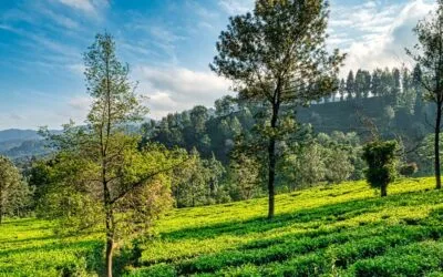 Bangalore Mysore Ooty Kodaikanal