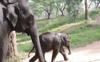 Coorg Wayanad Packages