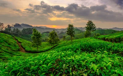 Kodaikanal Munnar Thekkady Tour Packages