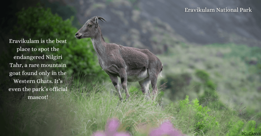 Munnar Thekkady Alleppey Itinerary