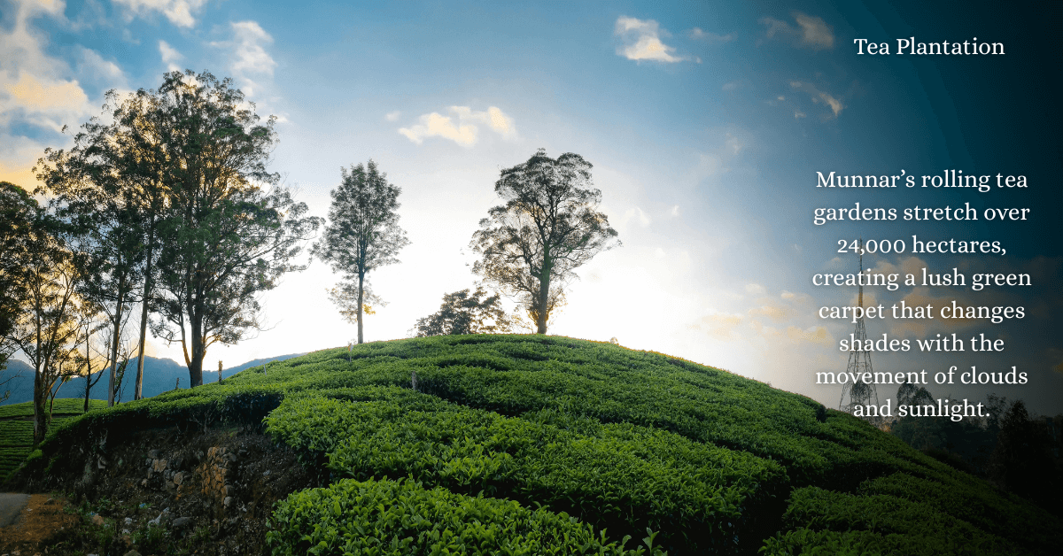 Munnar Thekkady Alleppey Tour Package