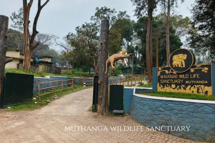 muthanga wildlife sanctuary jeep safari