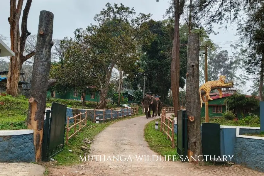 muthanga wildlife sanctuary