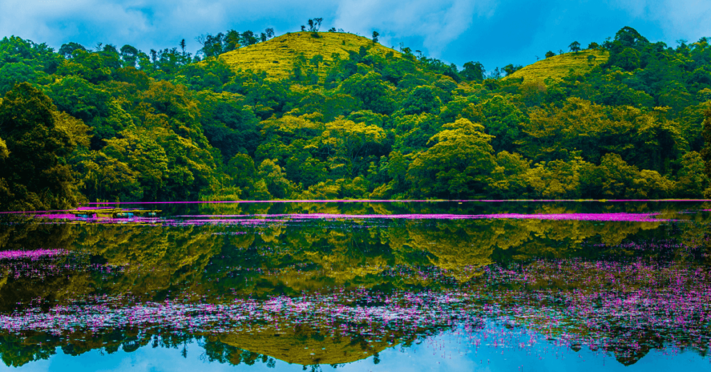 wayanad tour packages from thrissur