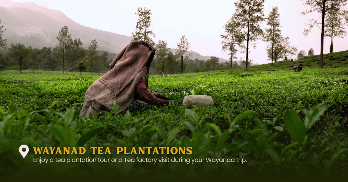 coorg kabini wayanad itinerary