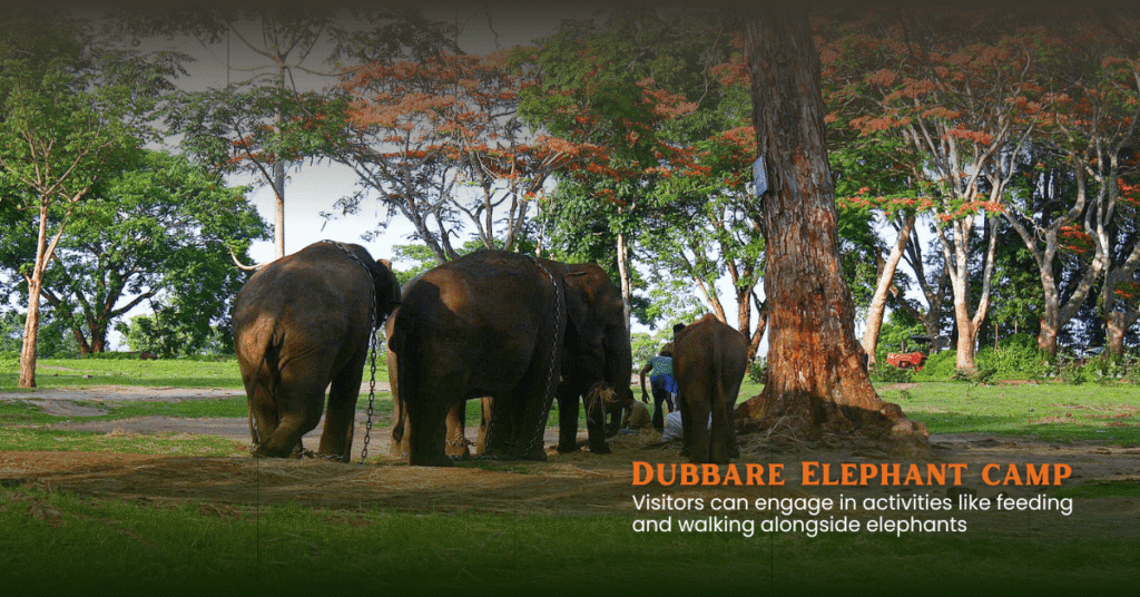 coorg kabini wayanad packages