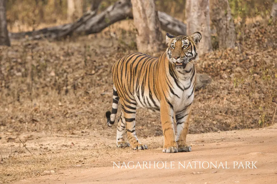 Safari in Coorg Kabini Wayanad Tour Package