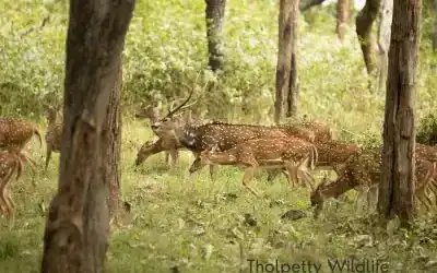 Tholpetty Wildlife