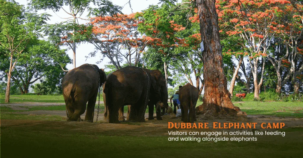 coorg chikmagalur packages from bangalore