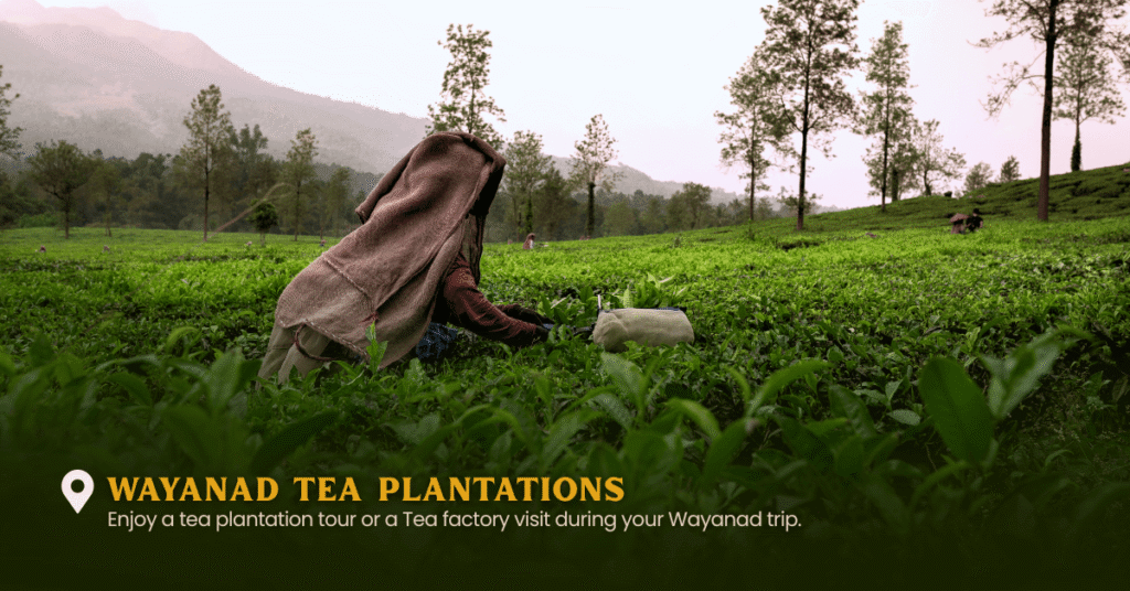 trivandrum to wayanad tour packages